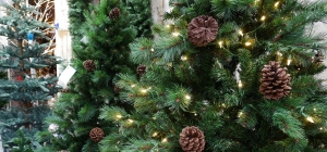 Se l’albero è vero, il Natale è magico!