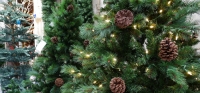 Se l’albero è vero, il Natale è magico!
